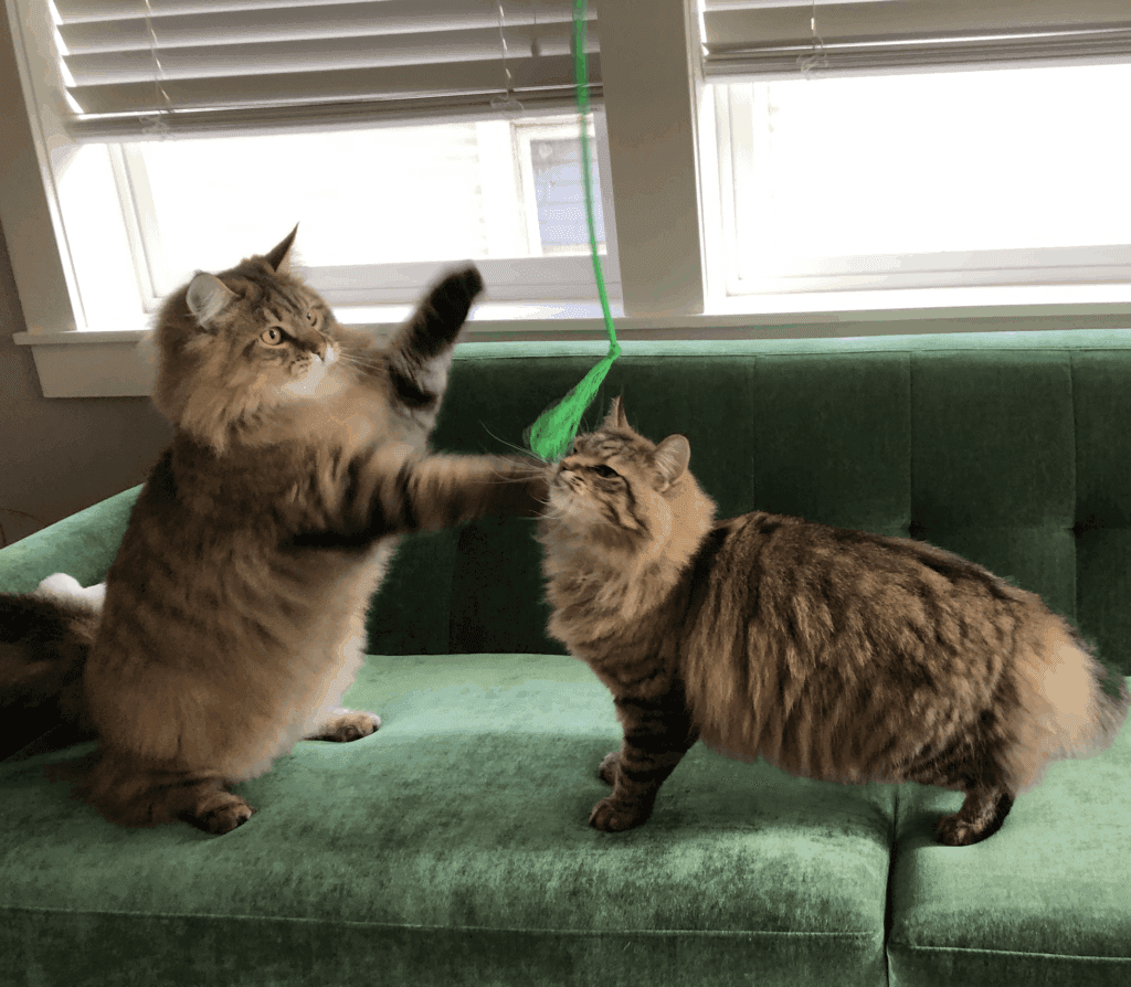 Cat Dancer Toy – Exciting Playtime Essentials from Catshoponline