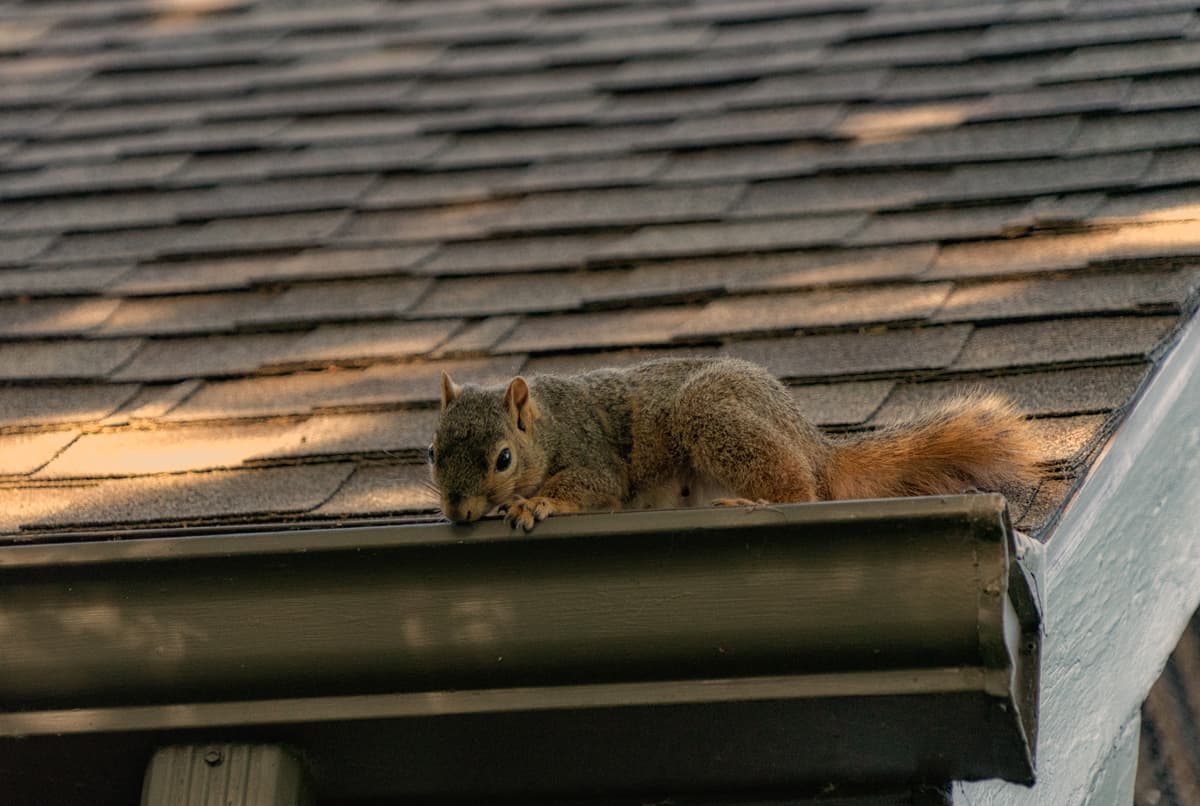 Humane Squirrel Removal Near Me for Peace of Mind