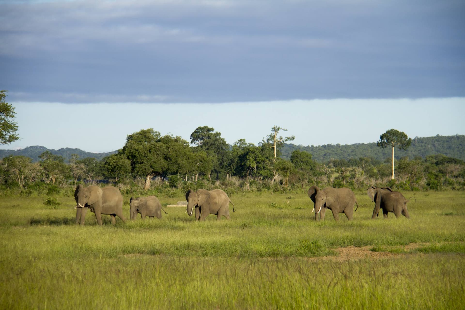 A Beginner’s Guide to Mikumi National Park Tanzania Safari Experiences