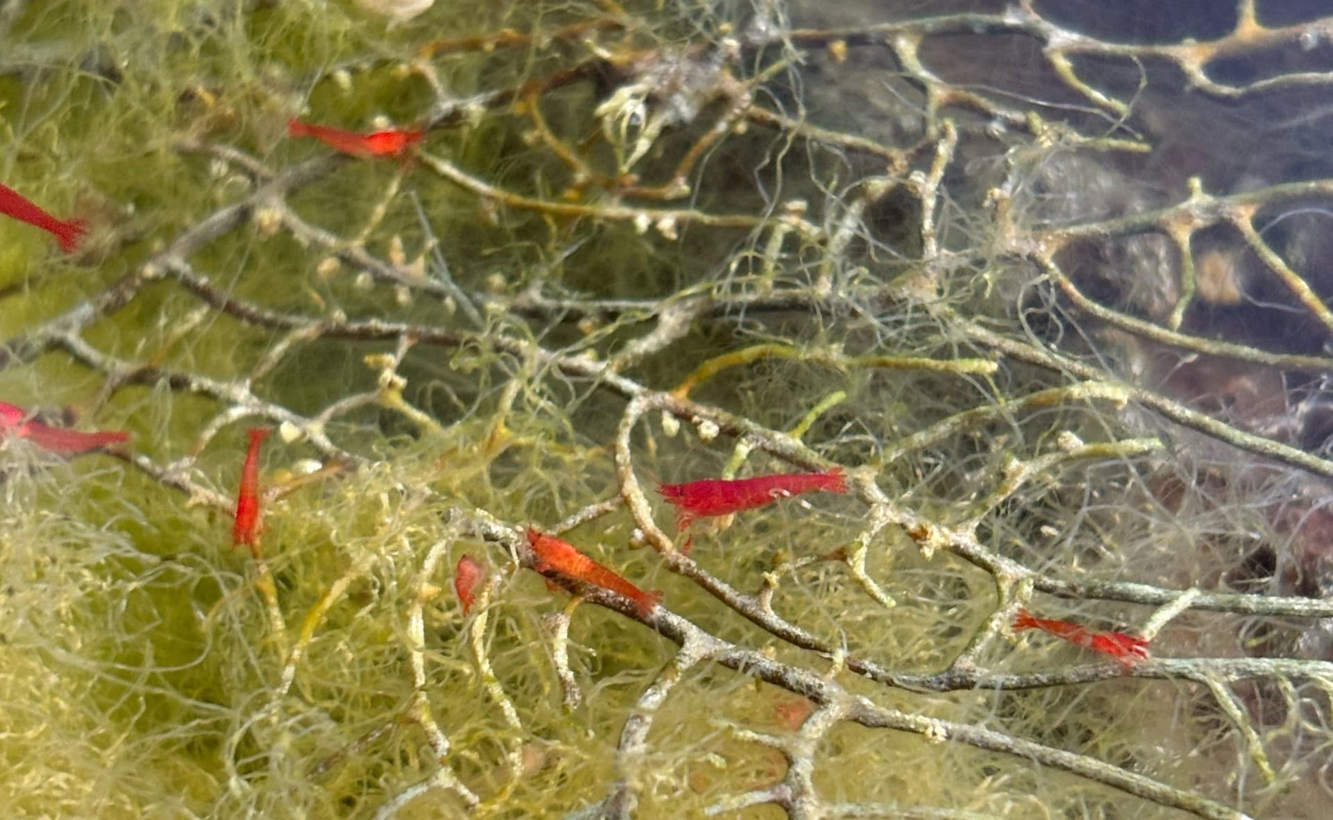 Opae Ula Shrimp for Beginners and Entrepreneurs