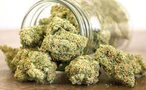 Pure Michigan Strain Fresh Drops at Bud Cargo – BC’s Best Bud at Great Prices
