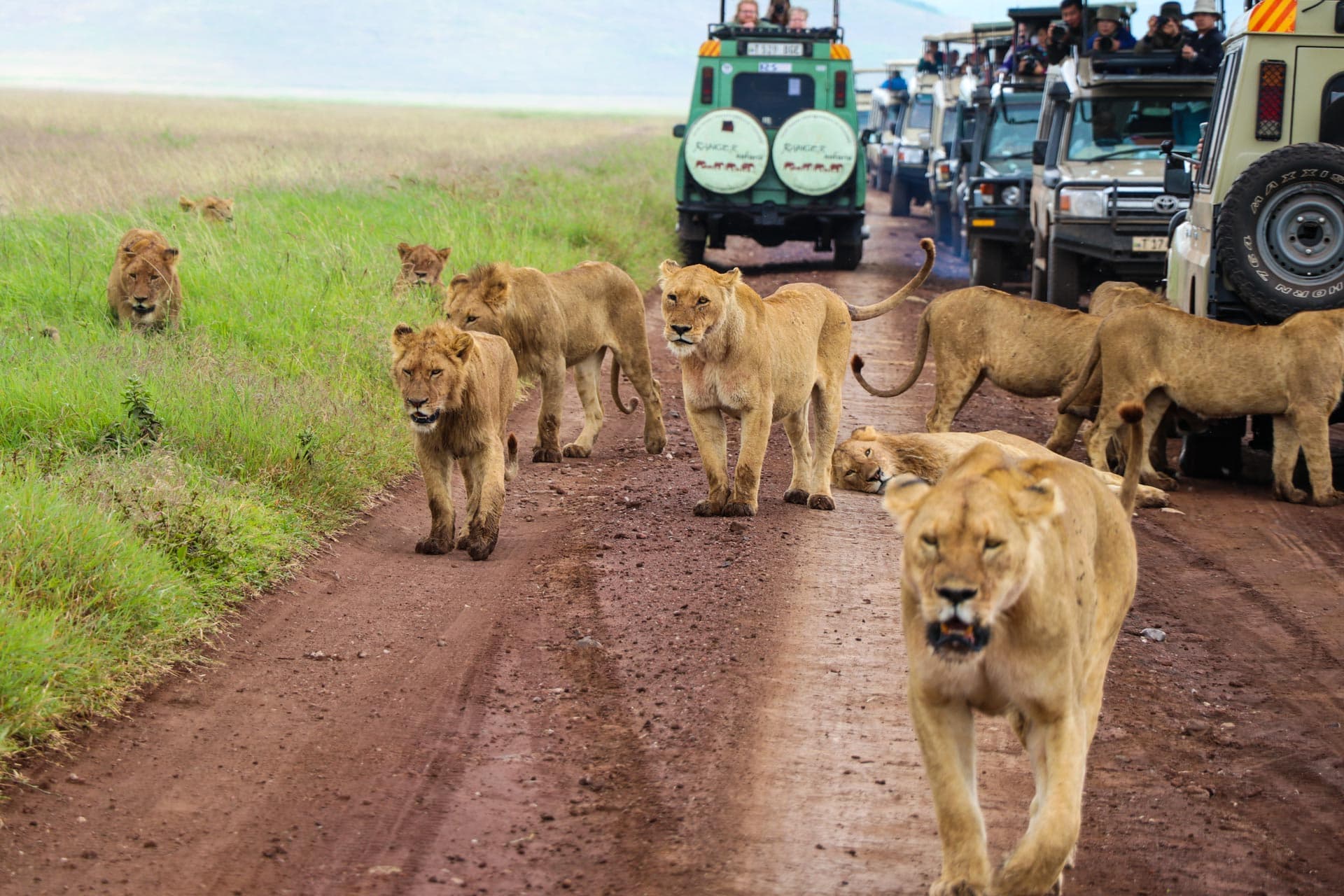 Tanzania Safari Trips Combining Wildlife, Comfort, and Safety