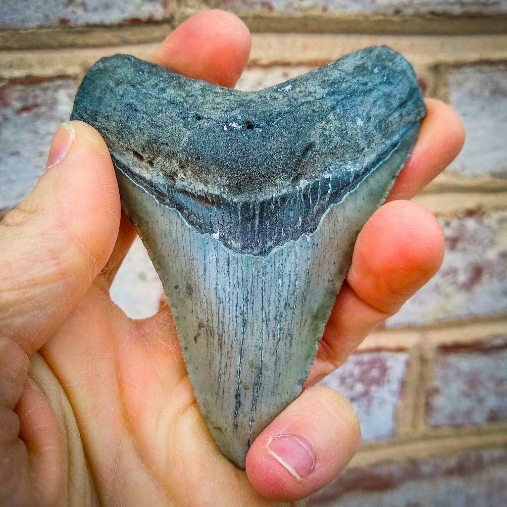 VISIT FOSSIL DRIVEN’S MEGALODON COLLECTION TO SEE AUTHENTIC TEETH