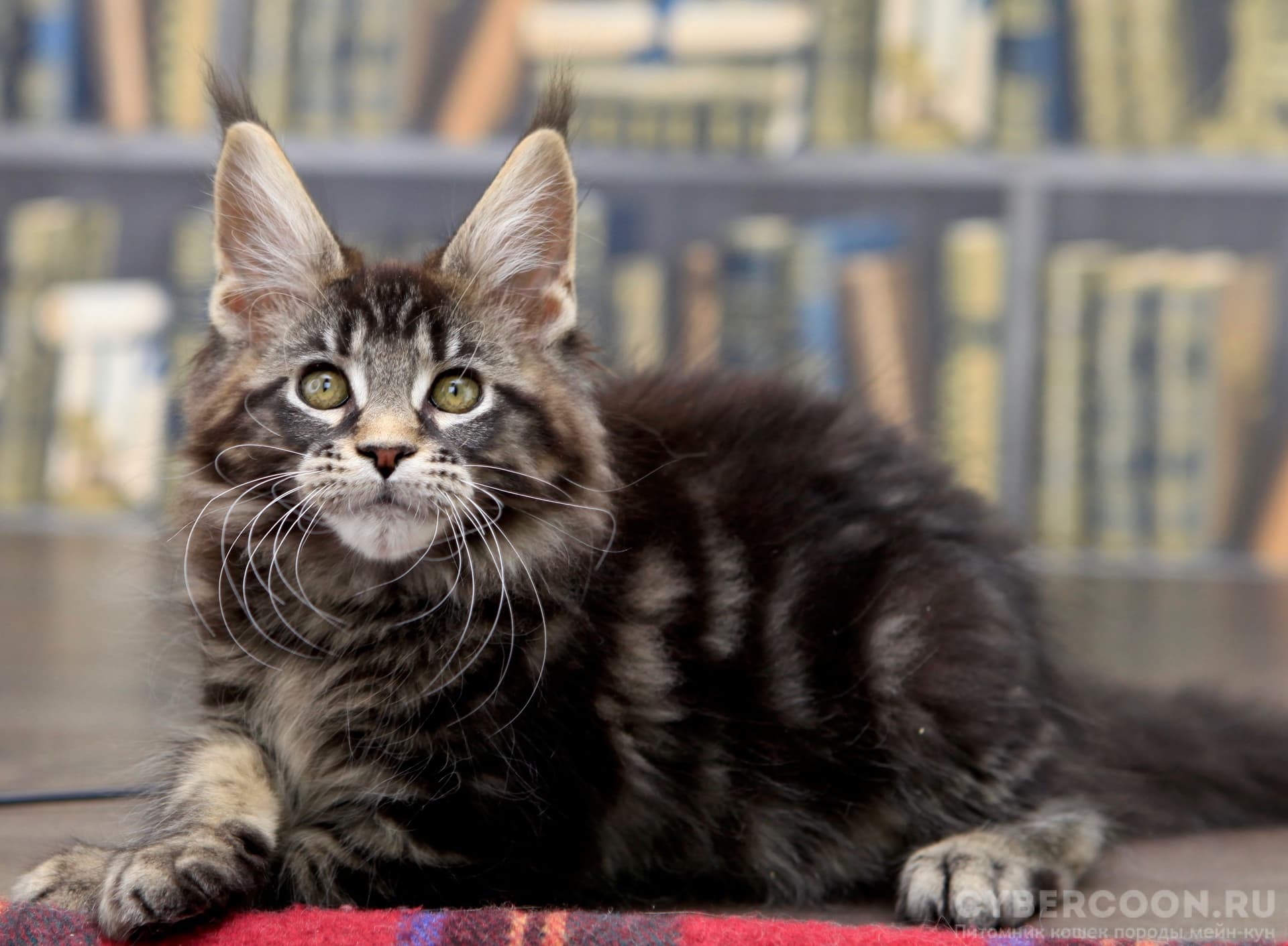 Sacramento’s Trusted Maine Coon Breeder – Healthy, Happy Kittens