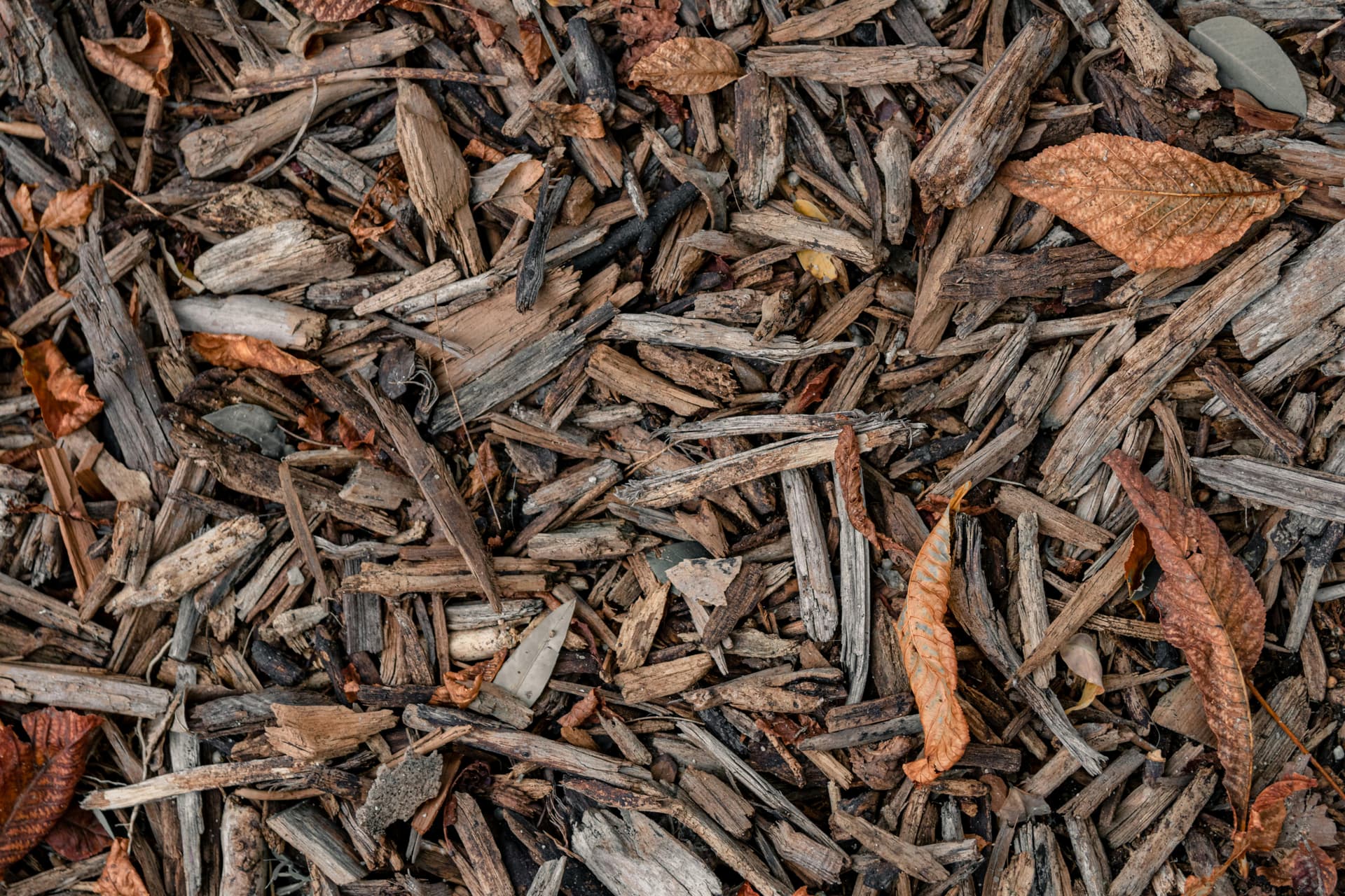 Premium Wood Chips for Efficient Energy Production