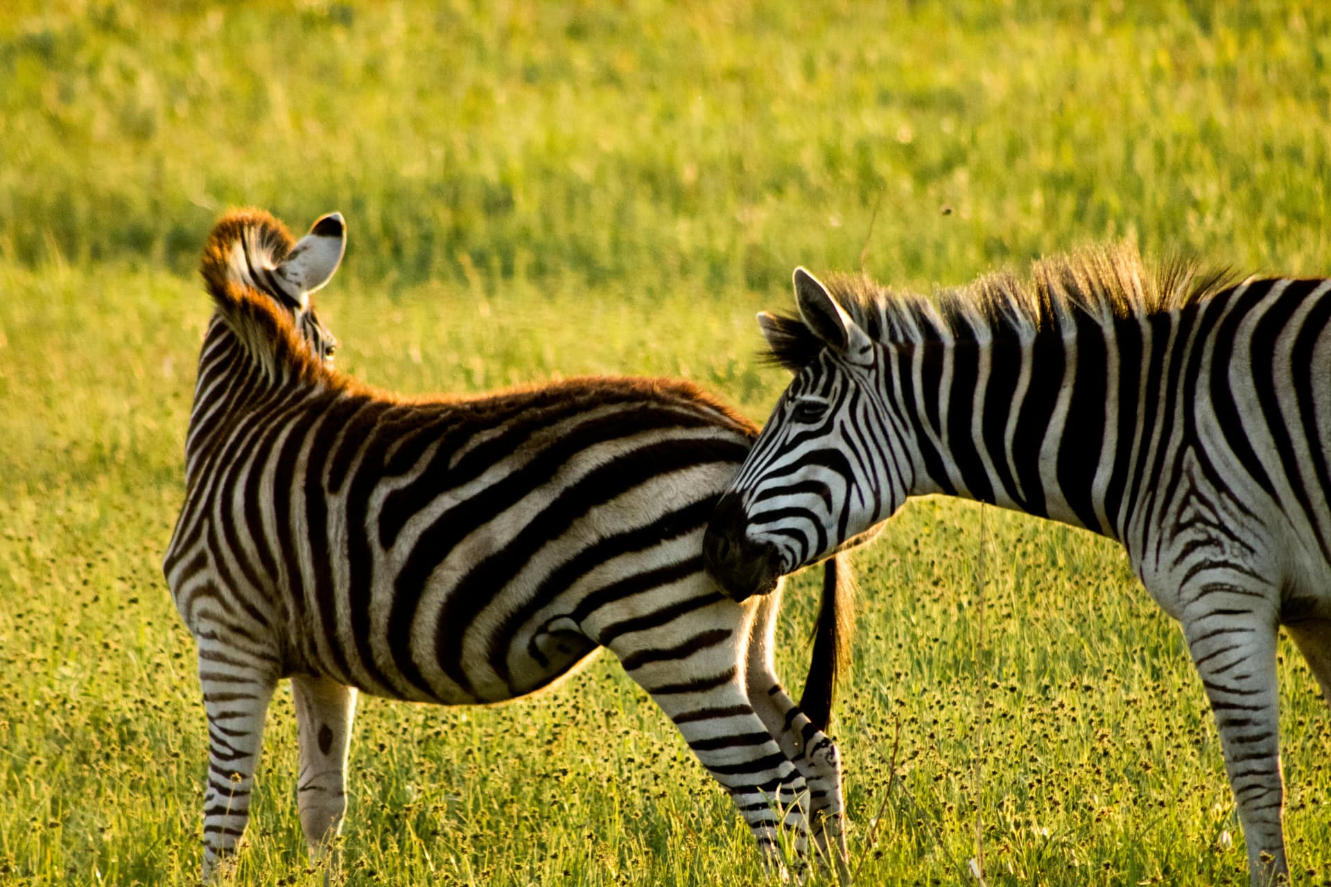 Top Tanzania Safari Packages for Adventure Seekers