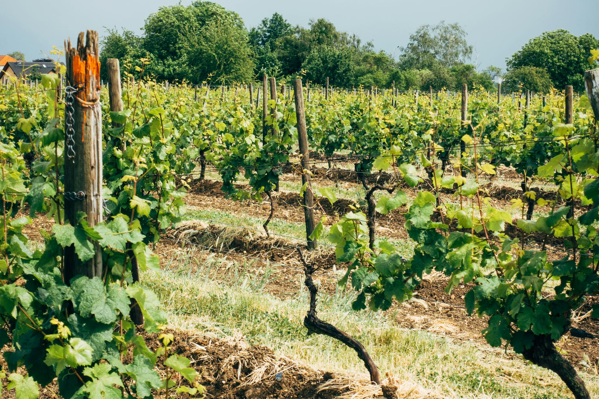 Clarksburg CA: A Destination Built on Generations of Winemaking