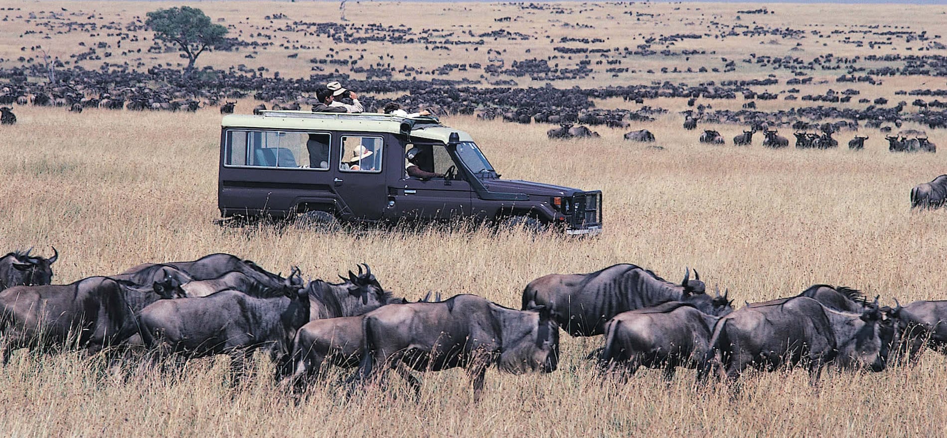 Kenya Tanzania Safari Travel Guide: Best Time & Places