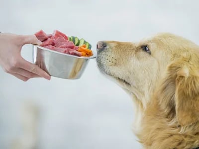Daily and Monthly The Farmer's Dog Price