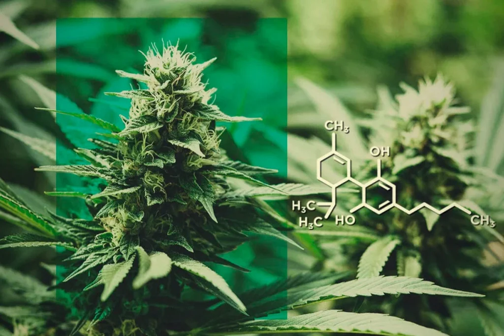 Comprendre la Légalité et la Culture du Cannabis en Espagne