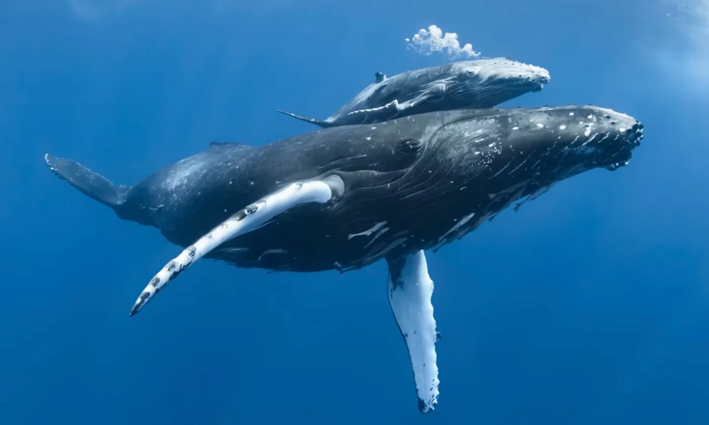 Guardians of the Ocean: A-LAW and marianthi baklava in Legal Action