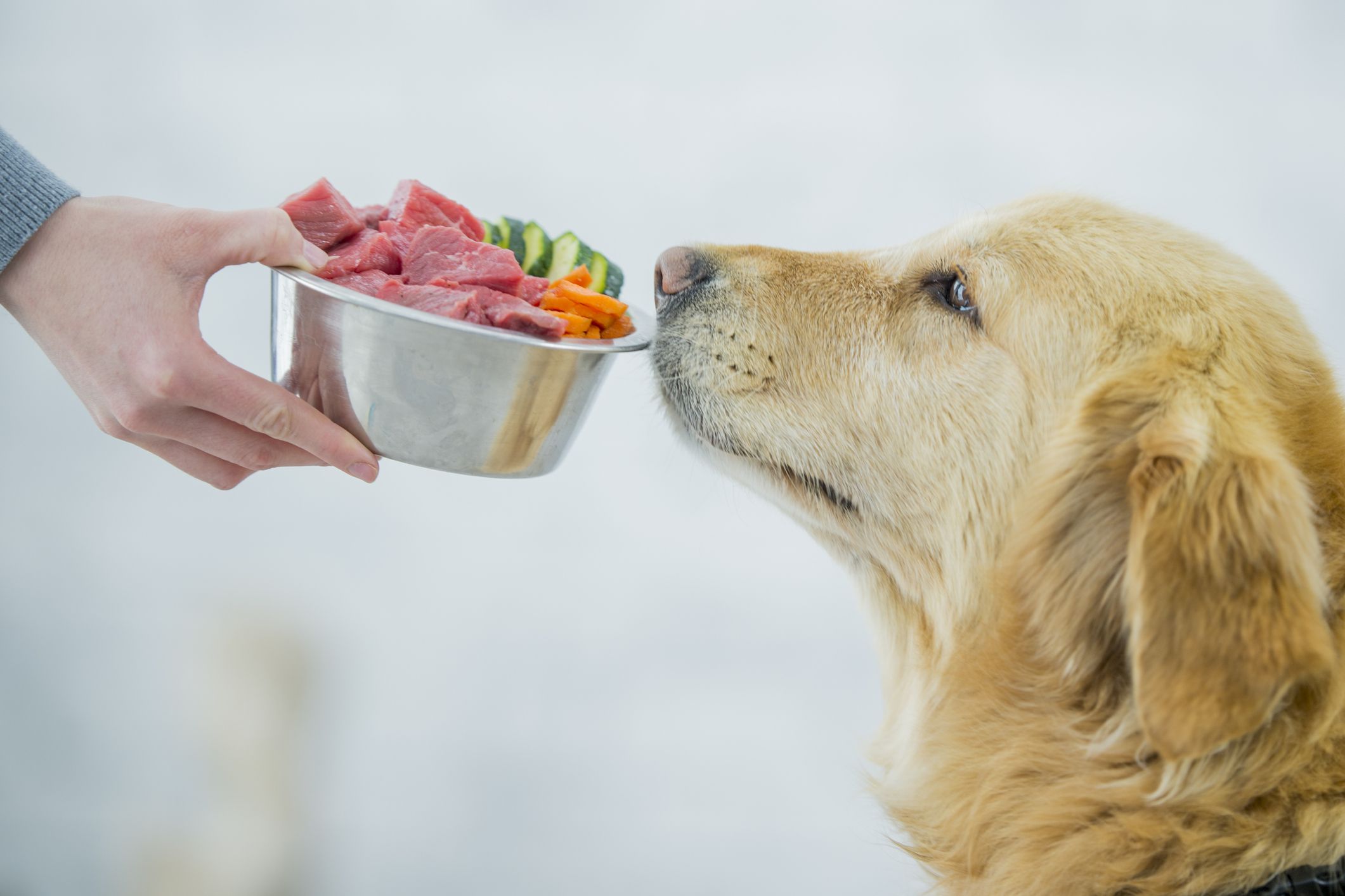 Daily and Monthly The Farmer's Dog Price