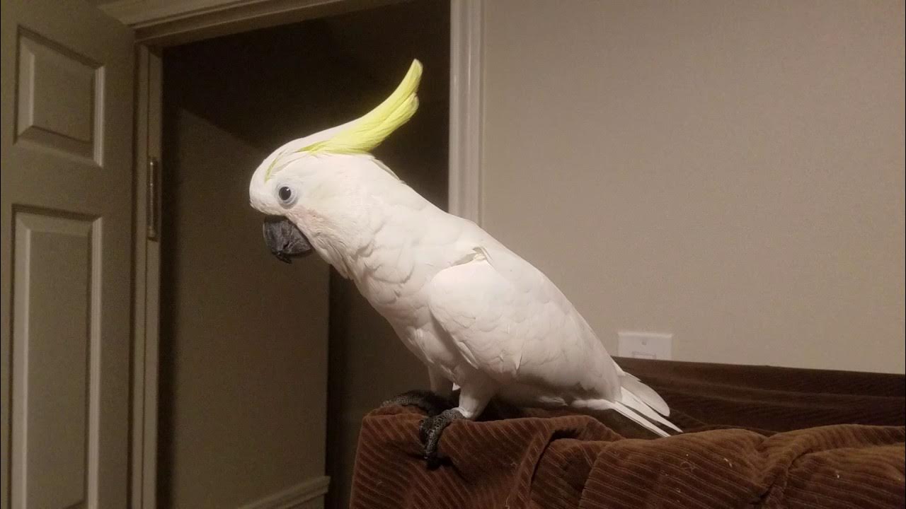 Parrots for Sale – Local Pickup & Global Delivery Amazing Birds Farm