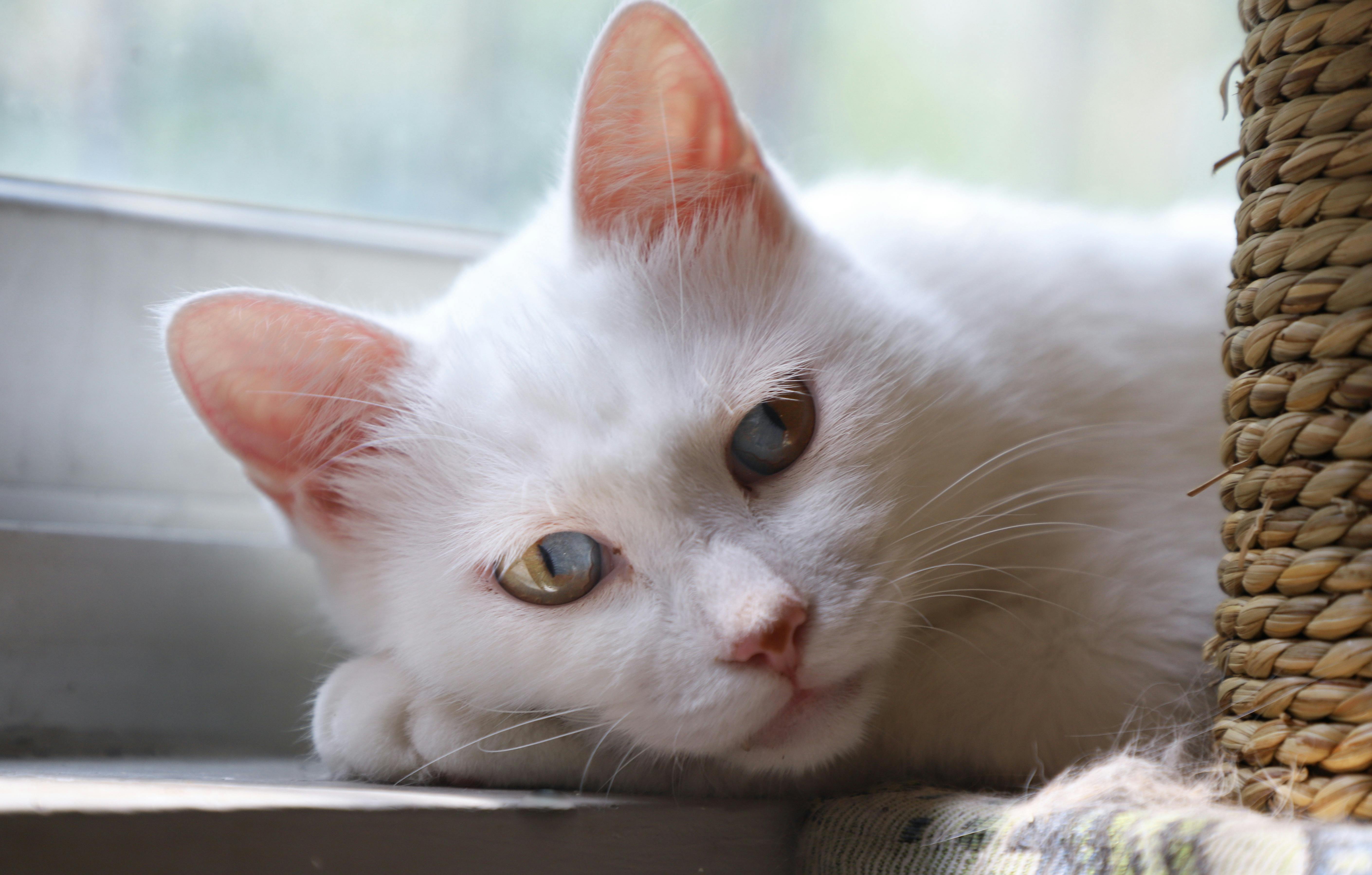 Maine Coon Cats for Sale – Experience Luxury Cat Ownership