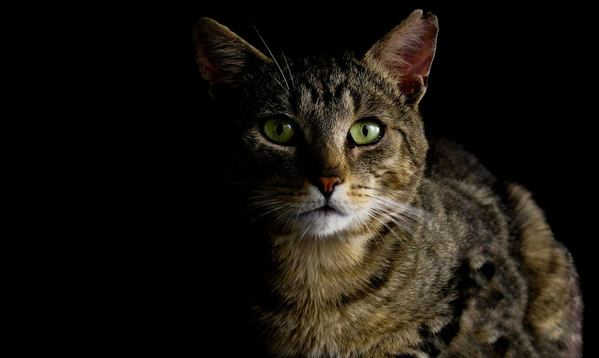 Pedigreed Maine Coon Cats for Sale Sacramento and Surrounding Cities