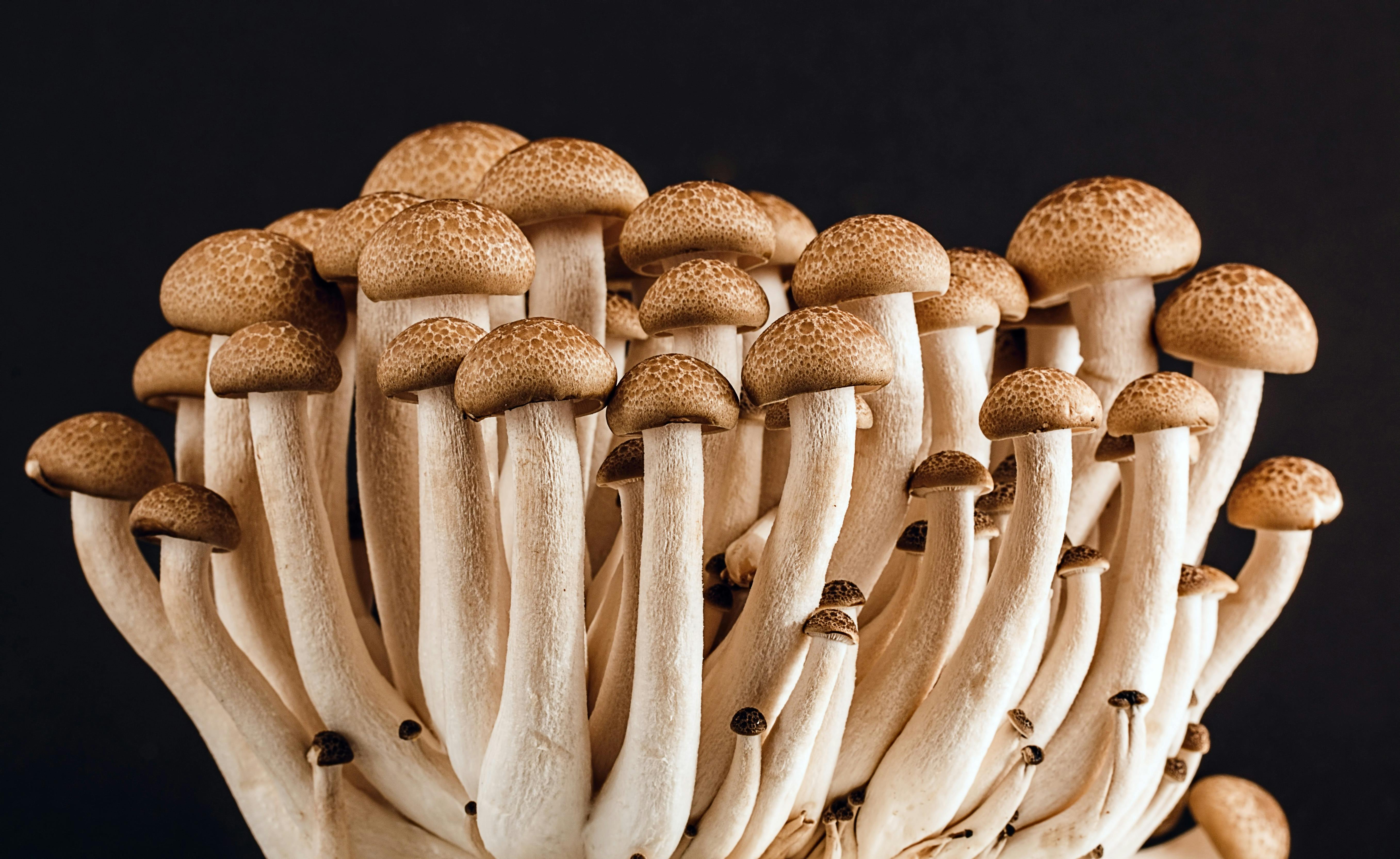 FROM EARTH TO PLATE: THE CULTURAL SIGNIFICANCE OF MUSHROOMS