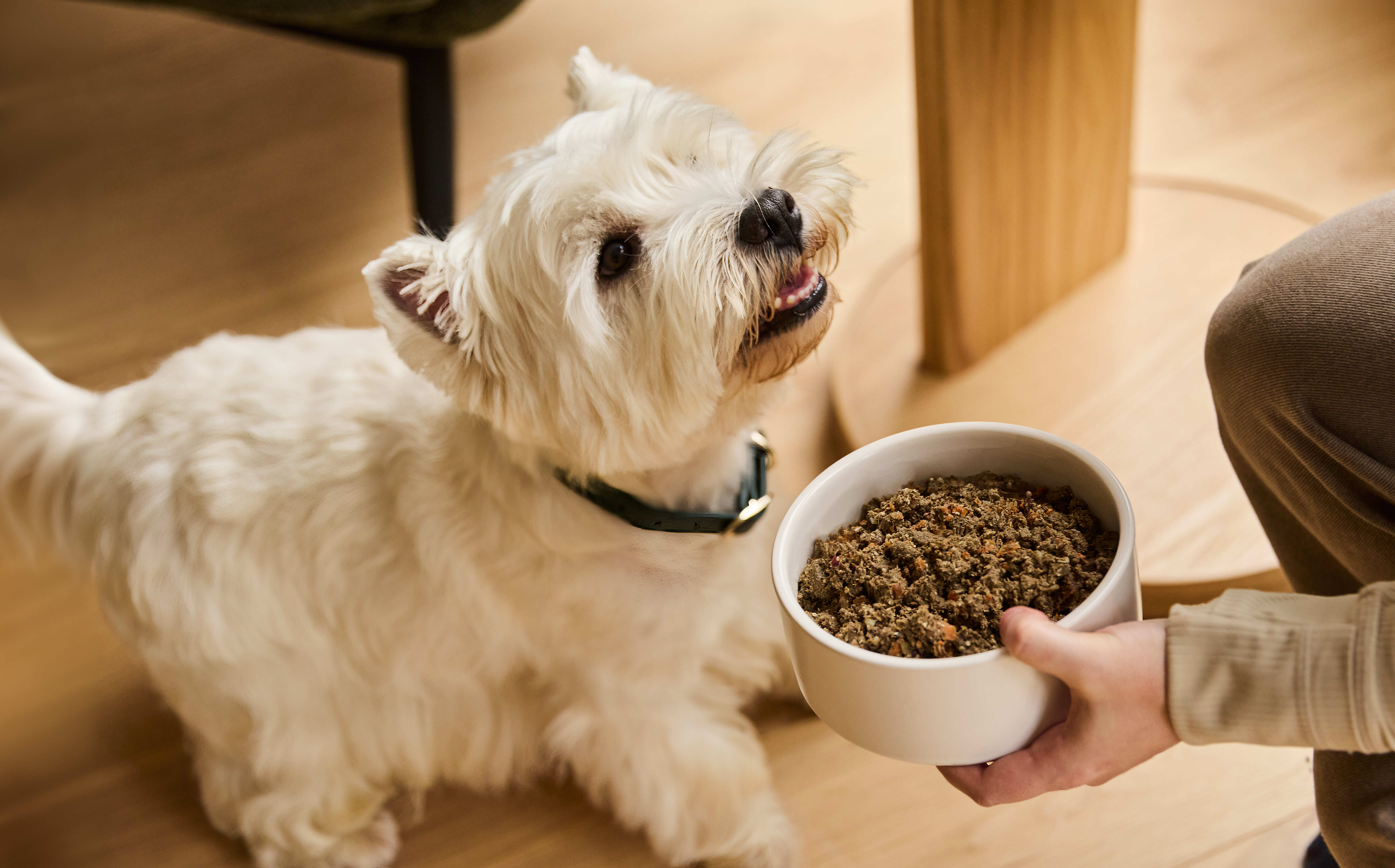 Daily and Monthly The Farmer's Dog Price